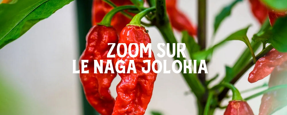 ZOOM SUR LE PIMENT NAGA JOLOKIA