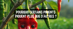 POURQUOI CERTAINS PIMENTS PIQUENT PLUS QUE D'AUTRES ?
